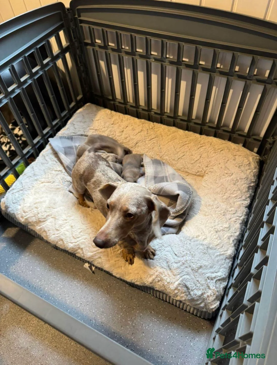 Miniature Dachshund dogs for sale: 2 beautiful lilac and tan miniature dachshunds  - Advert 1