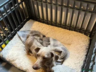 Miniature Dachshund dogs 2 beautiful lilac and tan miniature dachshunds - Advert 4