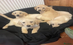 Labrador Retriever dogs for sale: Beautiful Andrex Labrador Puppy’s  - Image 1