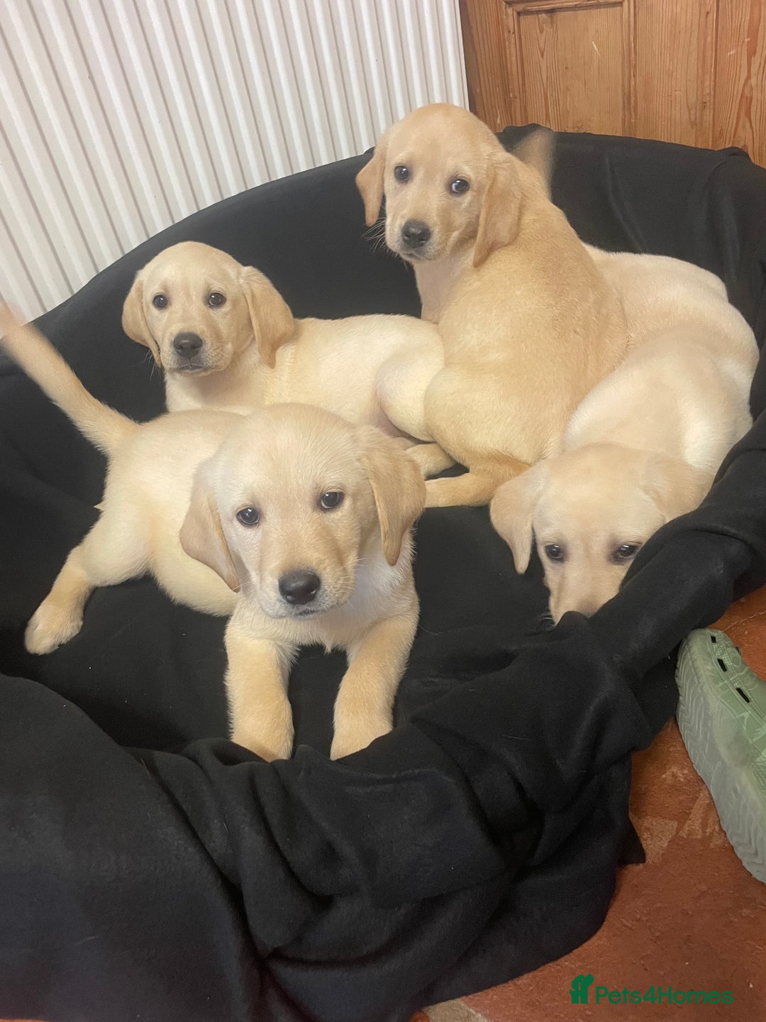 Labrador Retriever dogs for sale: Beautiful Andrex Labrador Puppy’s  - Image 1