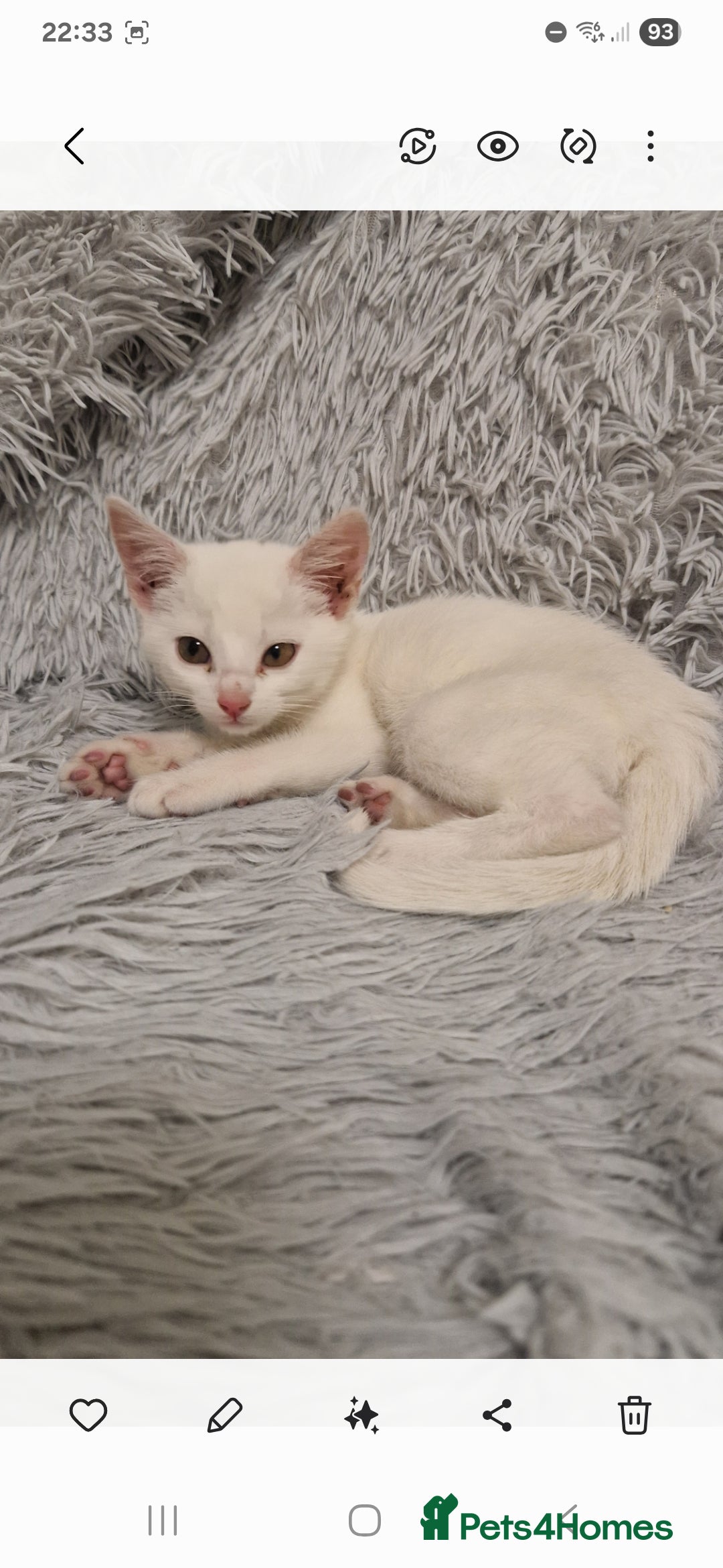 British Shorthair cats for sale: White Female Kitten - Image 2