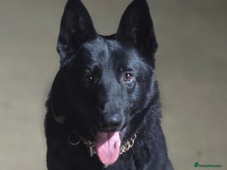 German Shepherd dogs Black German Shepherd Puppy – Male, - Advert 5