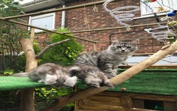 Maine Coon cats for sale: Maine coon kittens ready now - Image 17