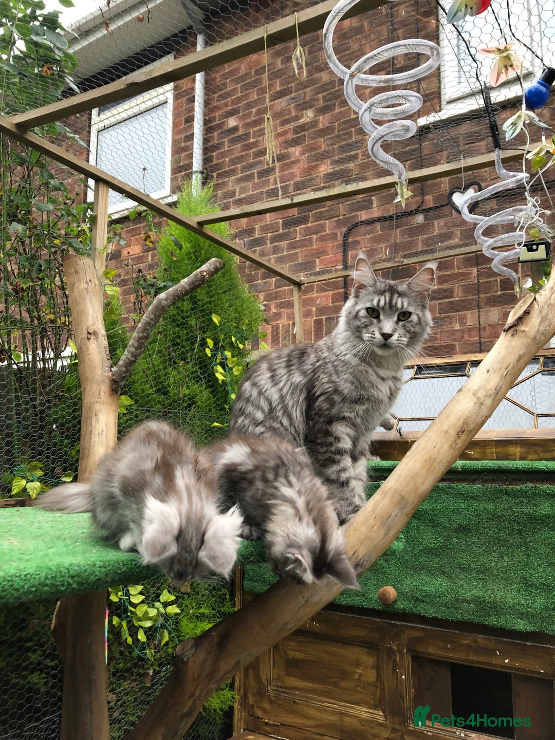 Maine Coon cats for sale: Maine coon kittens ready now - Image 17