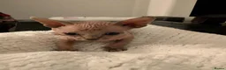 Sphynx cats for sale: Looking for for ever home ready for  **   in Merthyr Tydfil - Advert 2