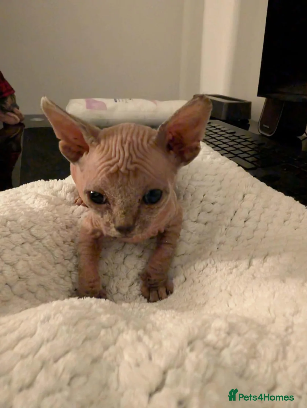 Sphynx cats for sale: Looking for for ever home ready for  **   in Merthyr Tydfil - Advert 2