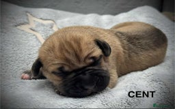 Cane Corso dogs for sale: 🐾✨ PatoSquad Kennel FCI Puppies ✨🐾 - Image 6