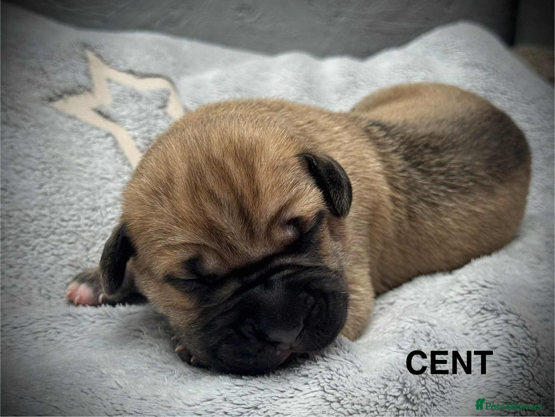 Cane Corso dogs for sale: 🐾✨ PatoSquad Kennel FCI Puppies ✨🐾 - Image 6