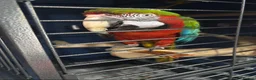 Macaws birds for sale: Joshi Harlequin Macaw - Advert 7