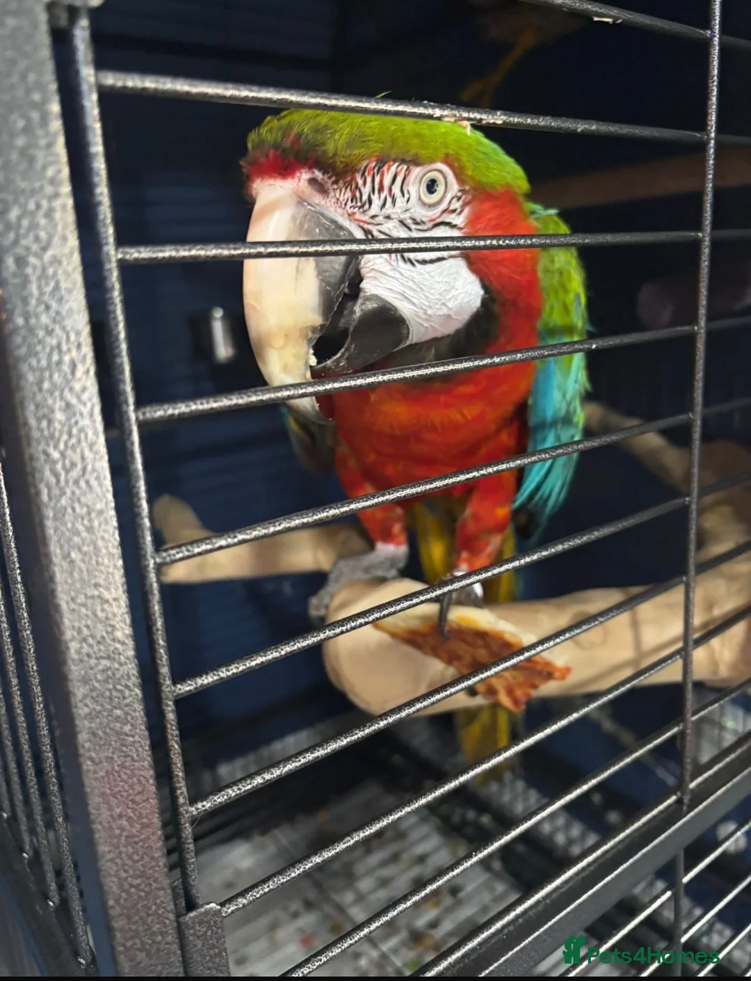 Macaws birds for sale: Joshi Harlequin Macaw - Advert 7
