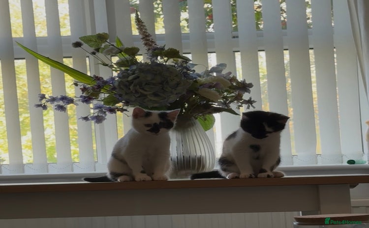 Mixed Breed cats - Advert 10