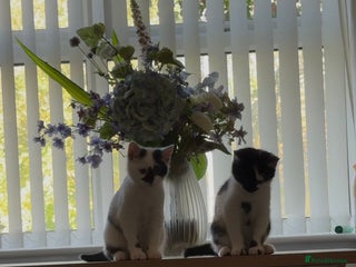 Mixed Breed cats - Advert 16