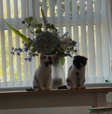 Mixed Breed cats - Advert 1