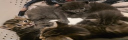 Mixed Breed cats for sale: Long haired tabby kittens.  - Advert 9