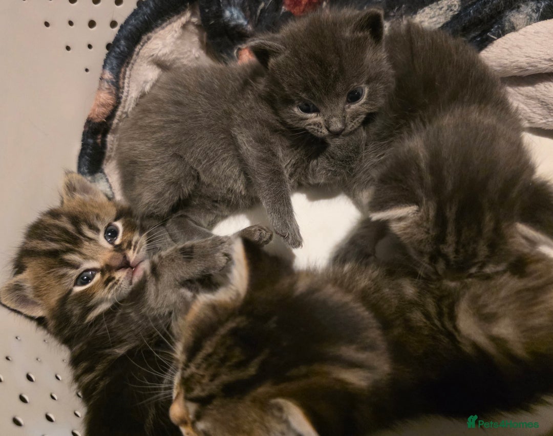 Mixed Breed cats for sale: Long haired tabby kittens.  - Advert 9