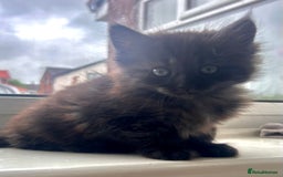 Maine Coon cats for sale:  Maine coon x BSH stunning kittens 😻 - Image 18