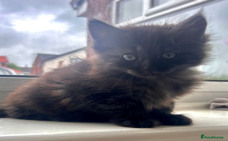 Maine Coon cats - Advert 5