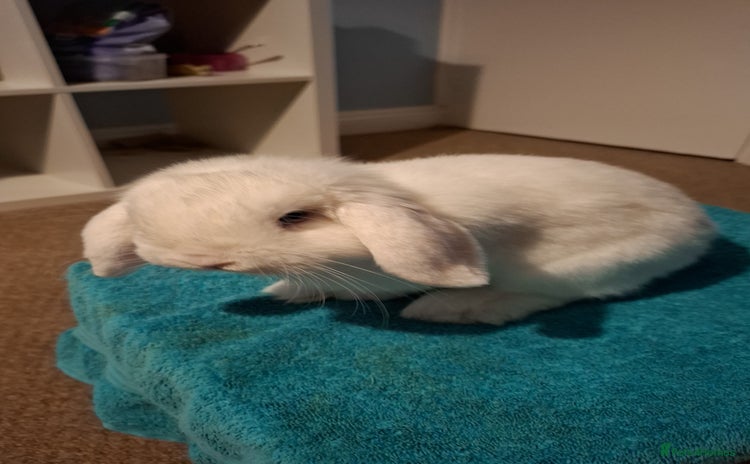Mini Lop rabbits Male Mini Lop 6 months old - Advert 1