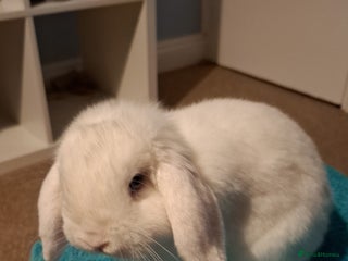 Mini Lop rabbits for sale: Male Mini Lop 6 months old - Advert 1