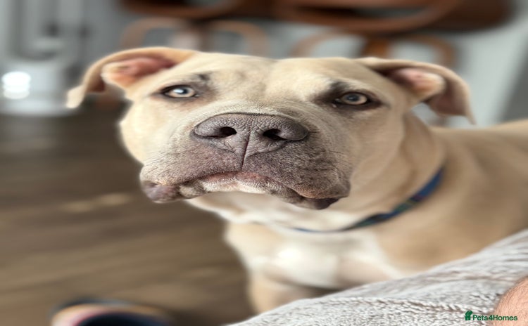 Mixed Breed dogs - Advert 5