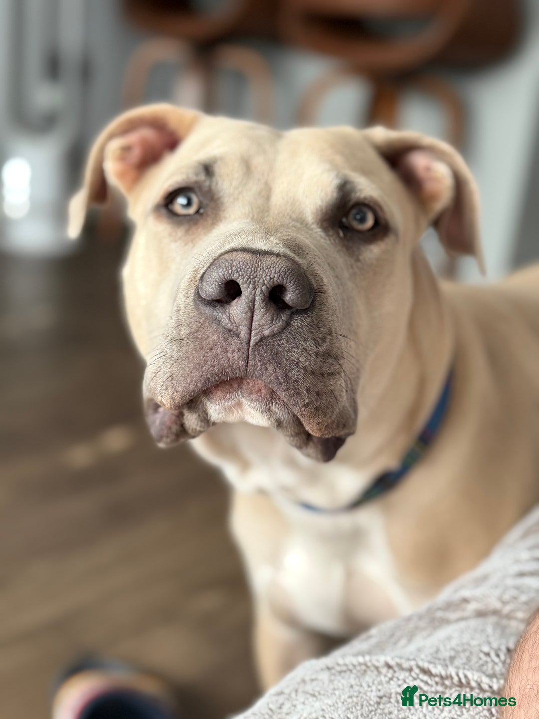 Mixed Breed dogs for sale: Alpha blue blood bulldog x Labrador  - Image 1