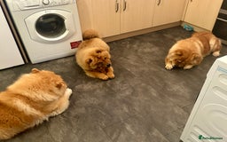 Chow Chow dogs for sale: Chow Chow Pup KC Reg Female 10 Months - Image 4