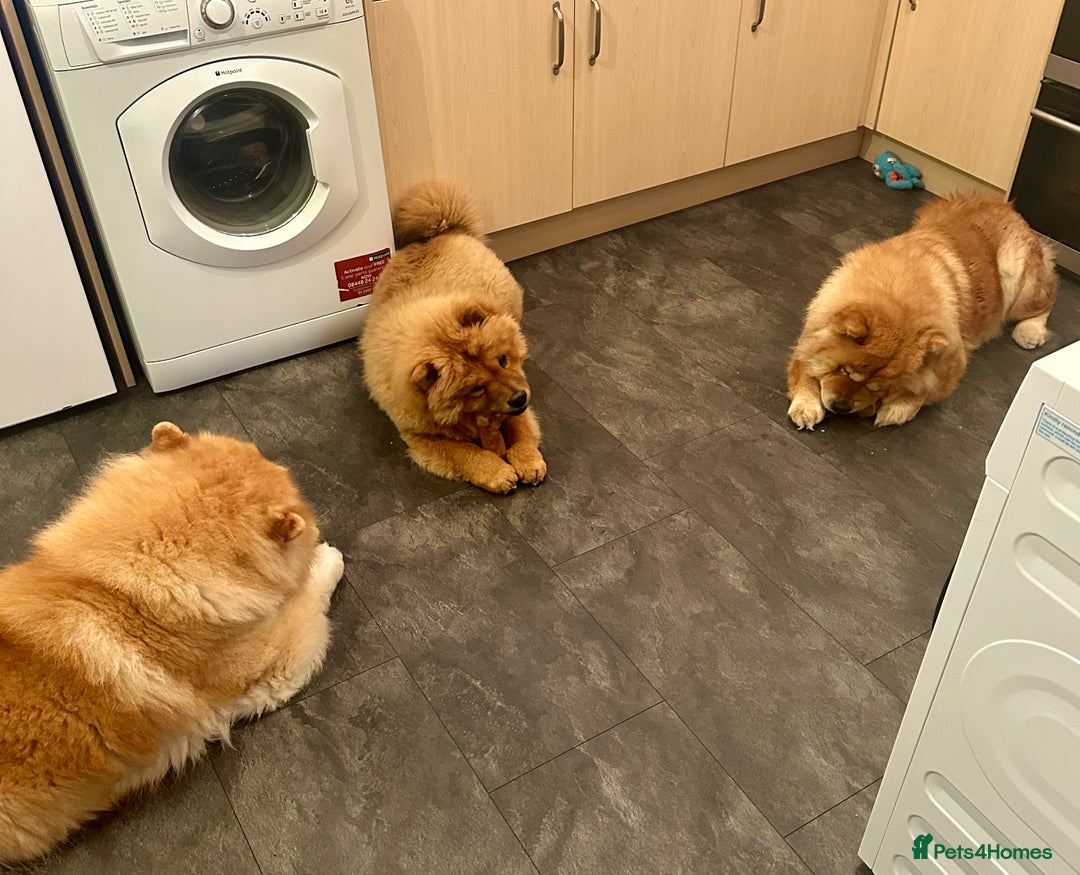 Chow Chow dogs for sale: Chow Chow Pup KC Reg Female 10 Months - Image 4