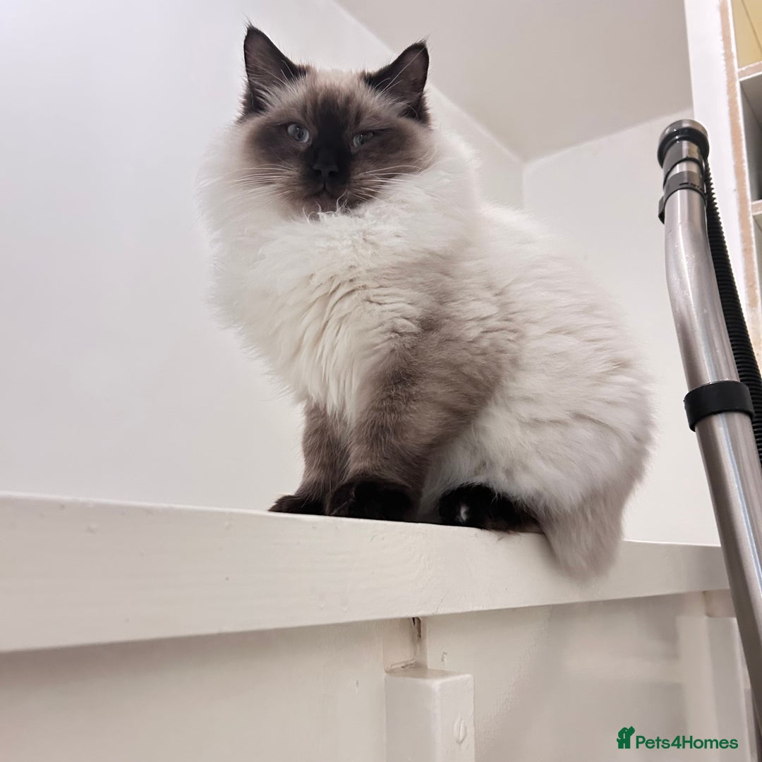 Ragdoll cats for sale: Gorgeous Ragdoll kitten male  - Advert 1