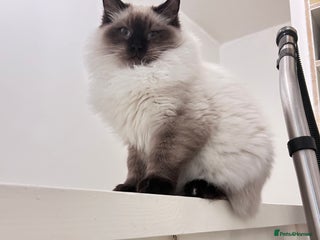 Ragdoll cats Gorgeous Ragdoll kitten male - Advert 1