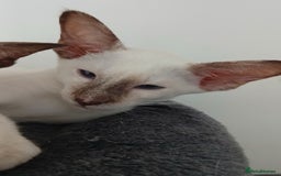 Siamese cats for sale: Pedigree Registered Siamese - 1 Girl remaining ♡ - Image 3