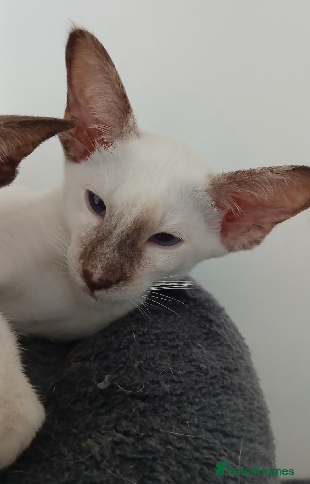 Siamese cats for sale: Pedigree Registered Siamese - 1 Girl remaining ♡ - Image 3