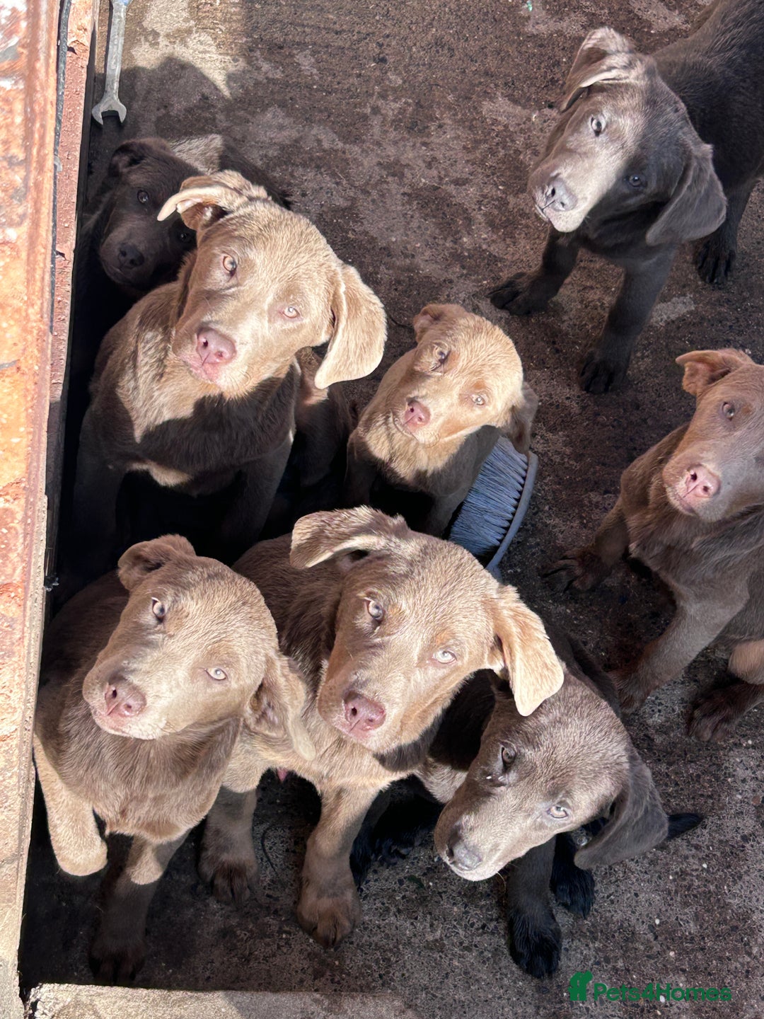 Labrador Retriever dogs for sale: Absolutely stunning charcoal/silver Labrador pups - Image 14