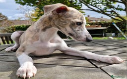 Whippet dogs for sale: Beautiful Pedigree BOY Whippet Puppy. - Image 4