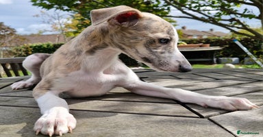 Whippet dogs - Advert 3