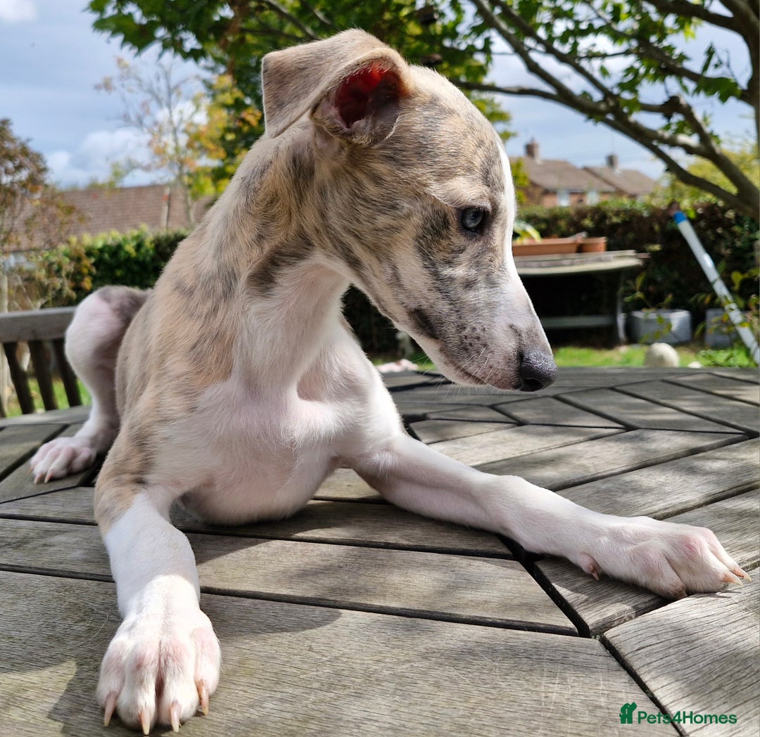 Whippet dogs for sale: Beautiful Pedigree BOY Whippet Puppy. - Image 4