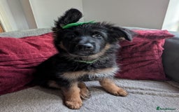 German Shepherd dogs for sale: Gorgeous and healthy German Shepherds Puppies - Image 1