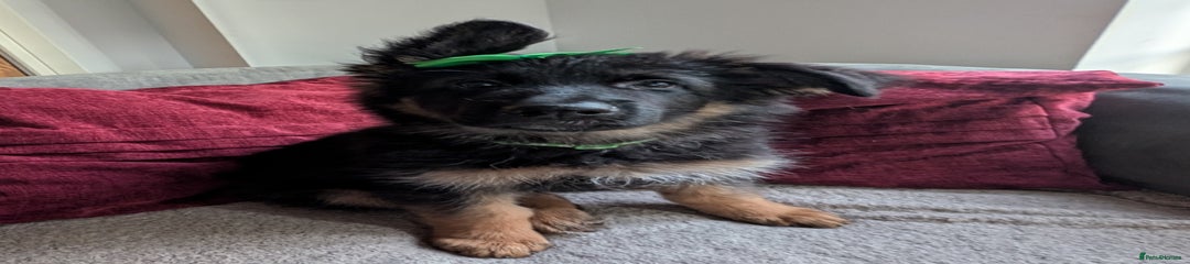 Girl Green collar