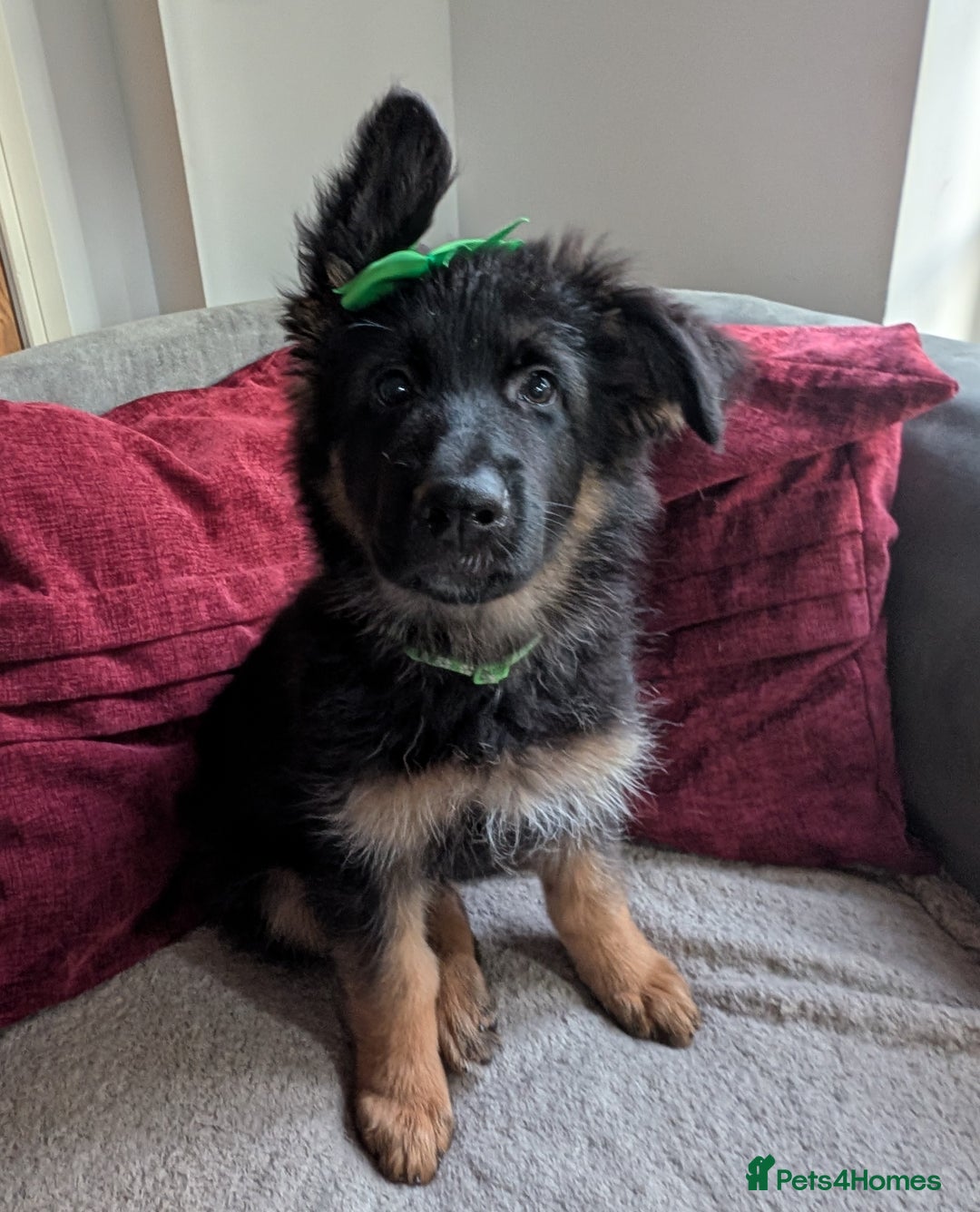 German Shepherd dogs for sale: Gorgeous and healthy German Shepherds Puppies - Image 1