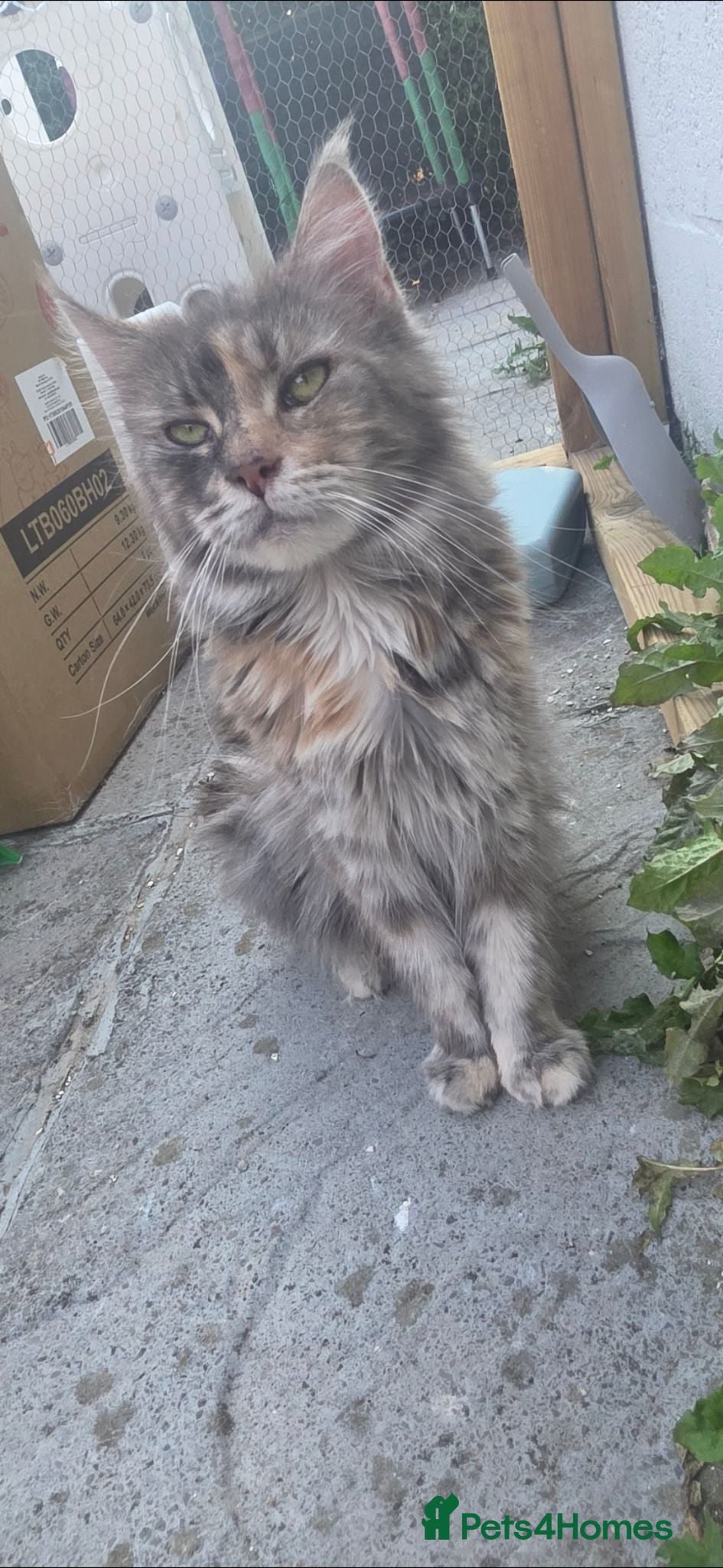 Maine Coon cats Torbie mainecoon queen for sale - Advert 2