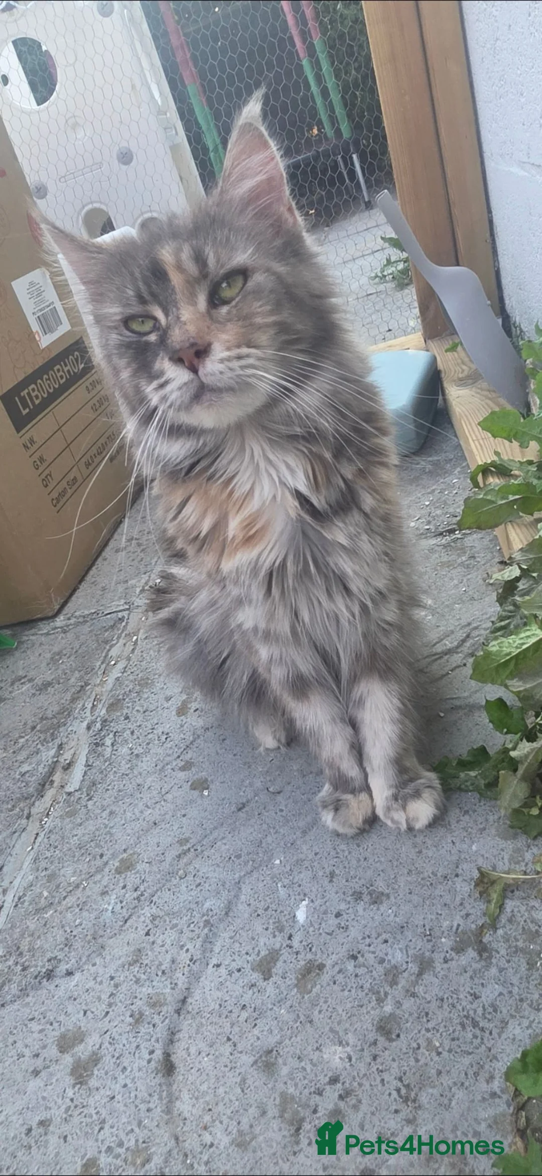 Maine Coon cats for sale: Torbie mainecoon queen for sale - Advert 1
