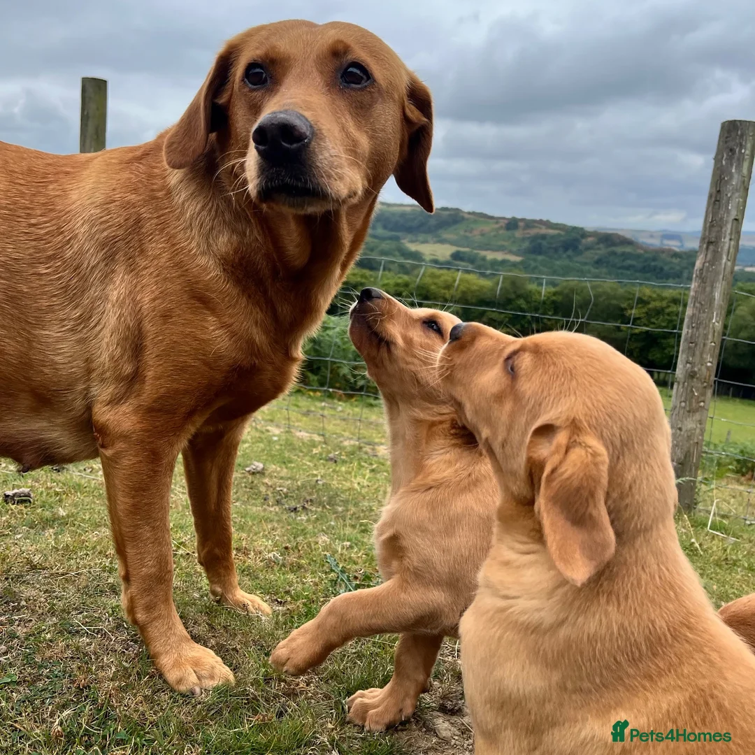 Labrador Retriever dogs for sale: Gorgeous fox red Labrador female puppies - Advert 2