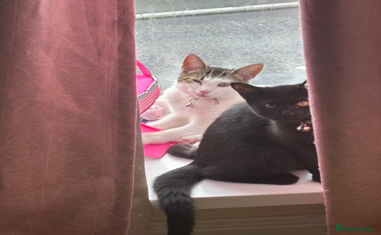 Domestic Shorthair cats - Advert 2