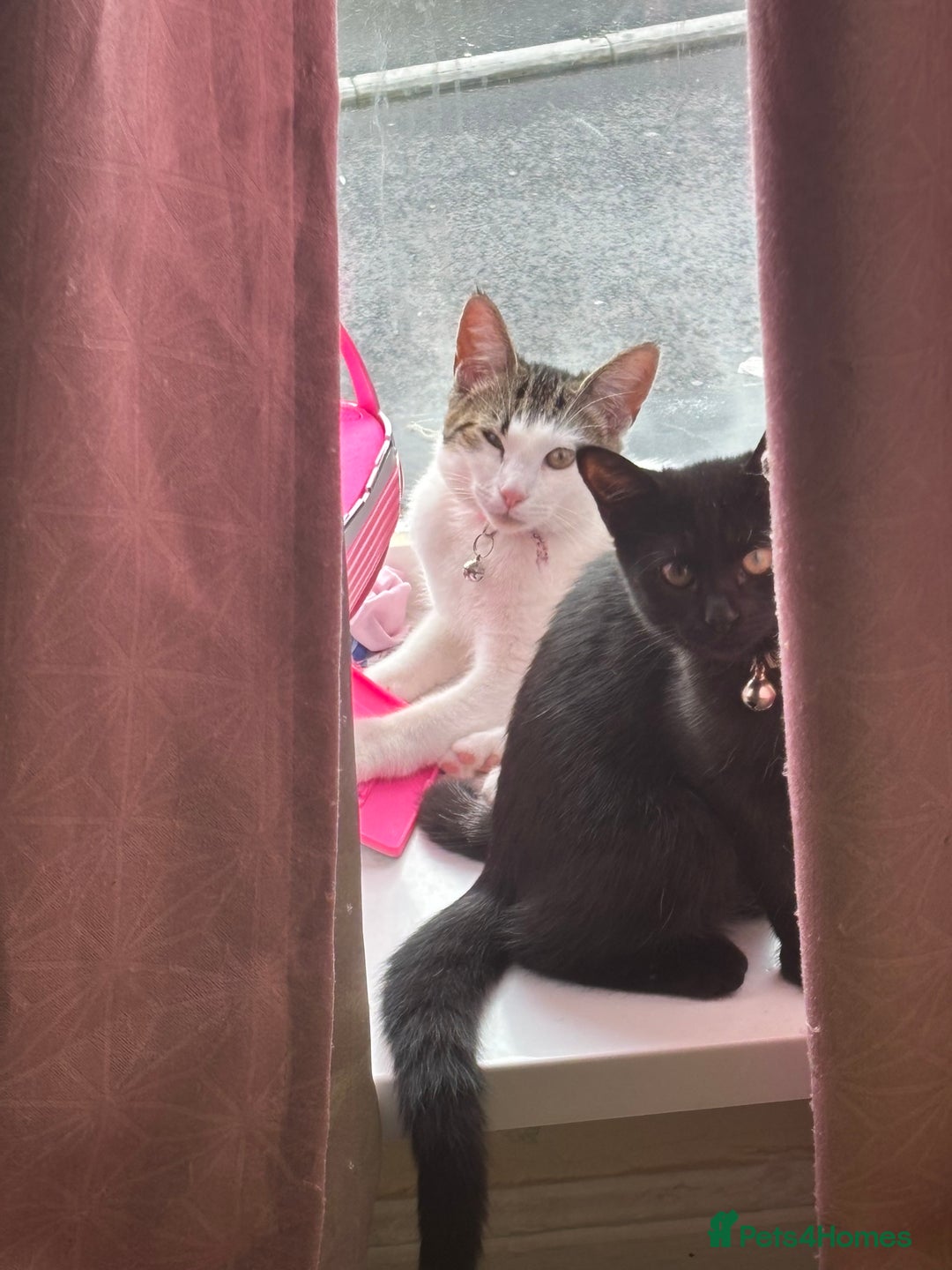 Domestic Shorthair cats for sale: Young female cat - Image 1