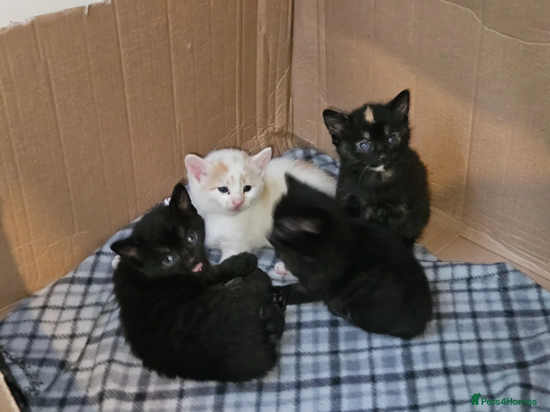 Mixed Breed cats for sale: 4 beautiful kittens in Middlesbrough - Advert 2