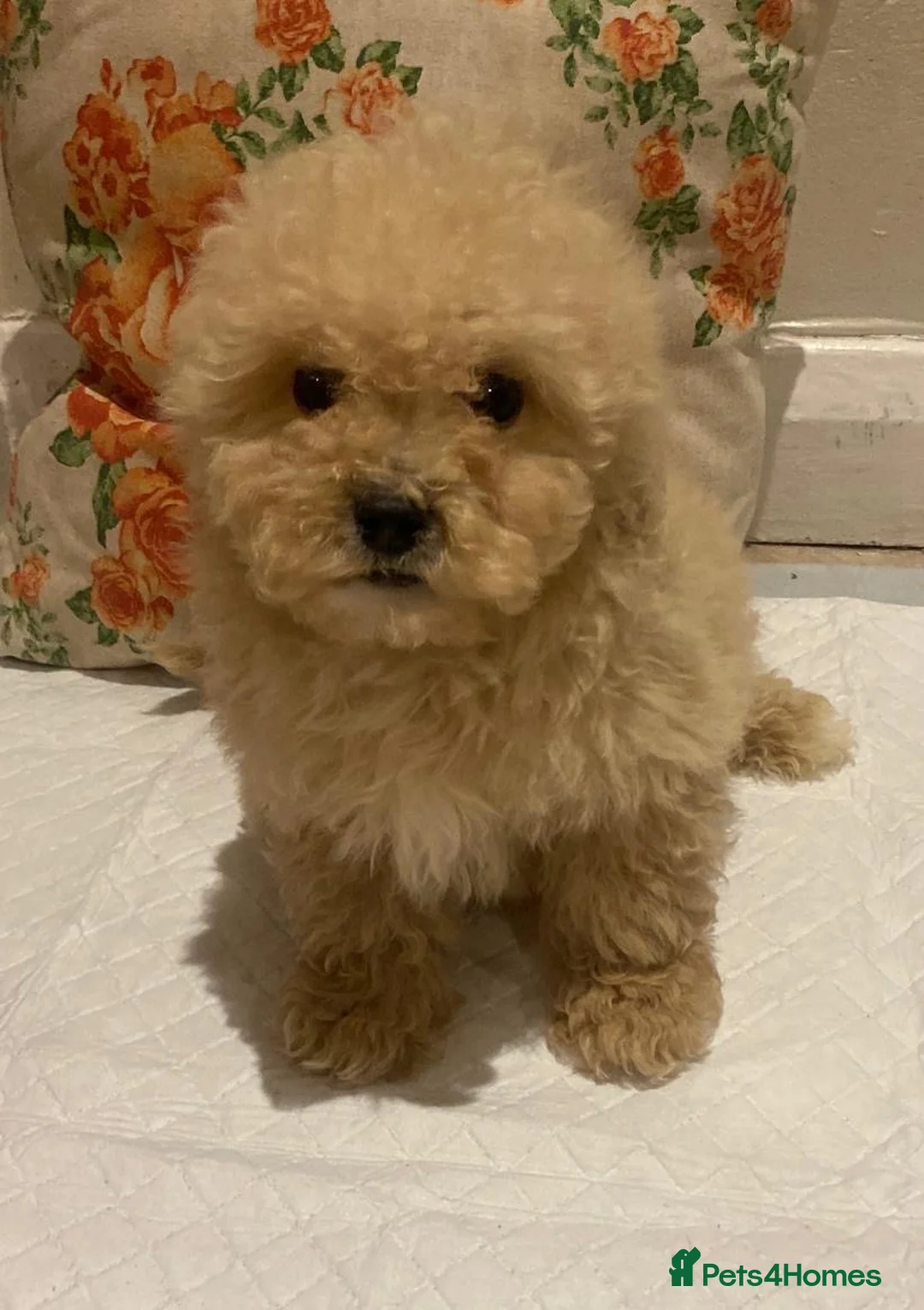 Cavapoo dogs for sale: F2 Cavapoo puppies available  - Advert 17