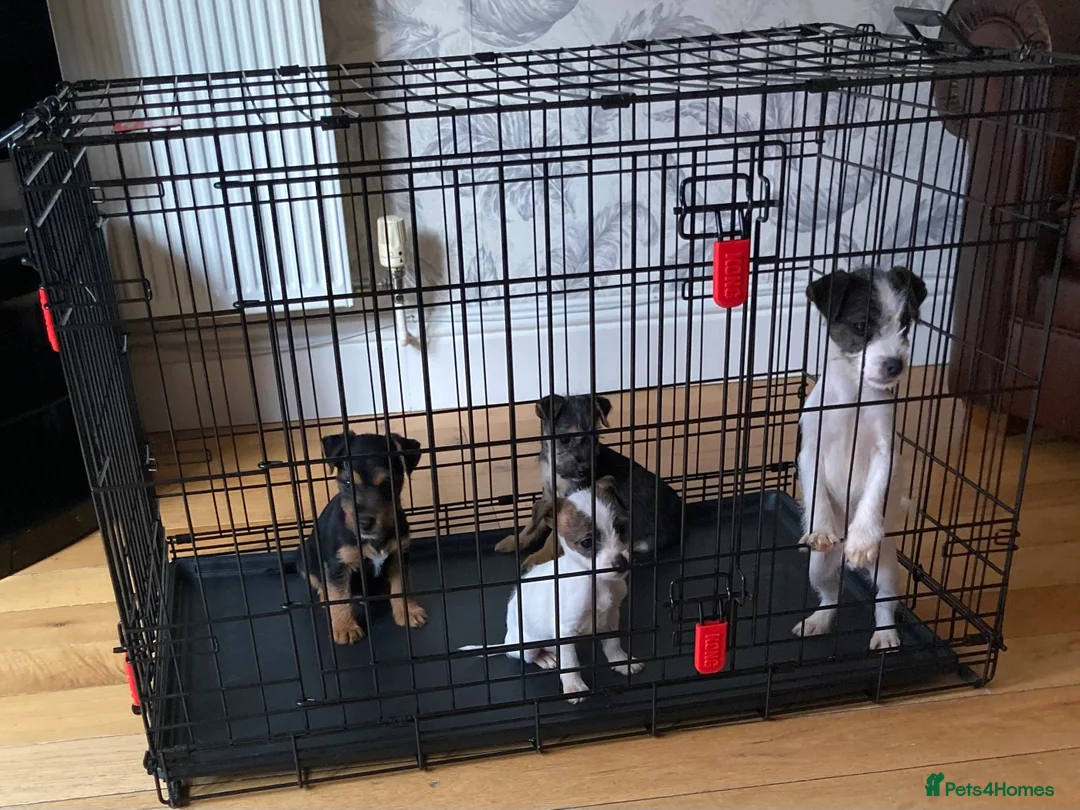 Jack Russell dogs for sale: 4 jack Russel boys  - Advert 2