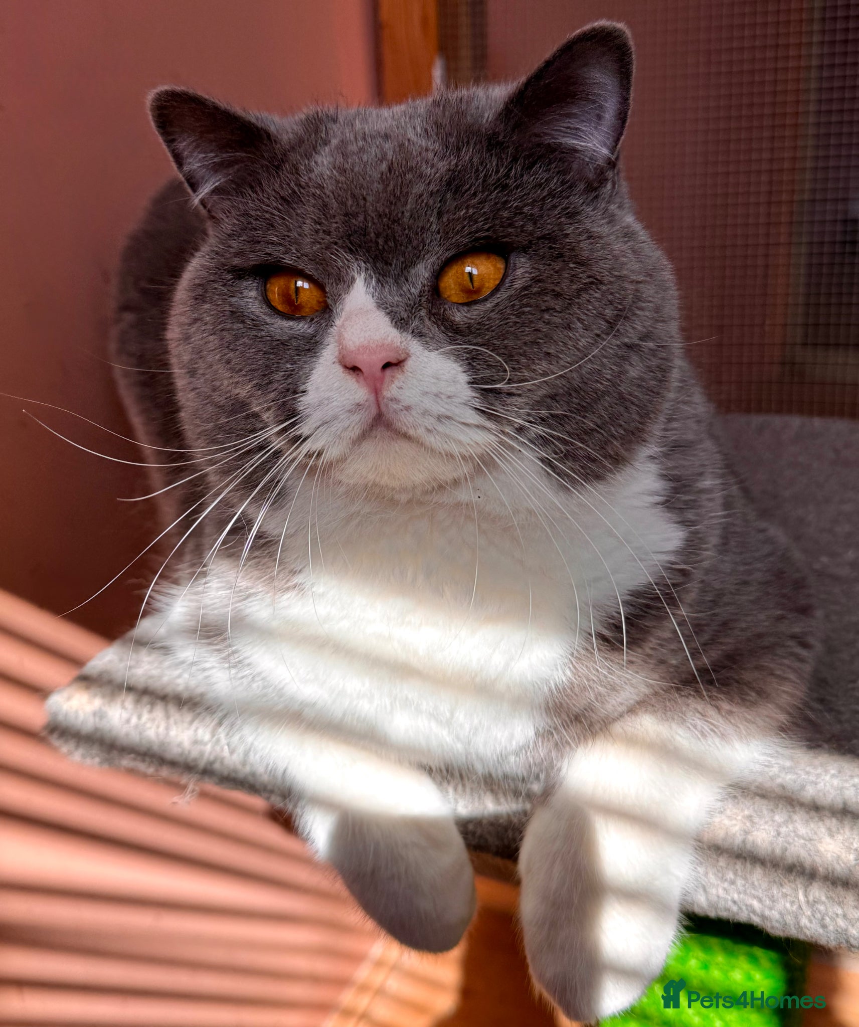 British Shorthair cats Stunning Pedigree GCCF BSH male for stud!! - Advert 13