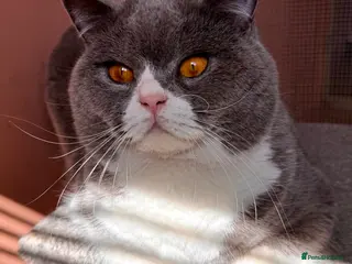 British Shorthair cats Stunning Pedigree GCCF BSH male for stud!! - Advert 13