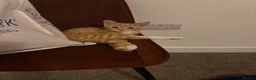 British Shorthair cats for sale: Tiger 14 weeks old - Advert 4
