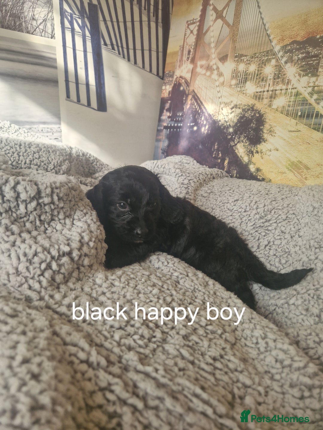 Cockapoo dogs for sale: 4 outstanding cockerpoos  - Image 40